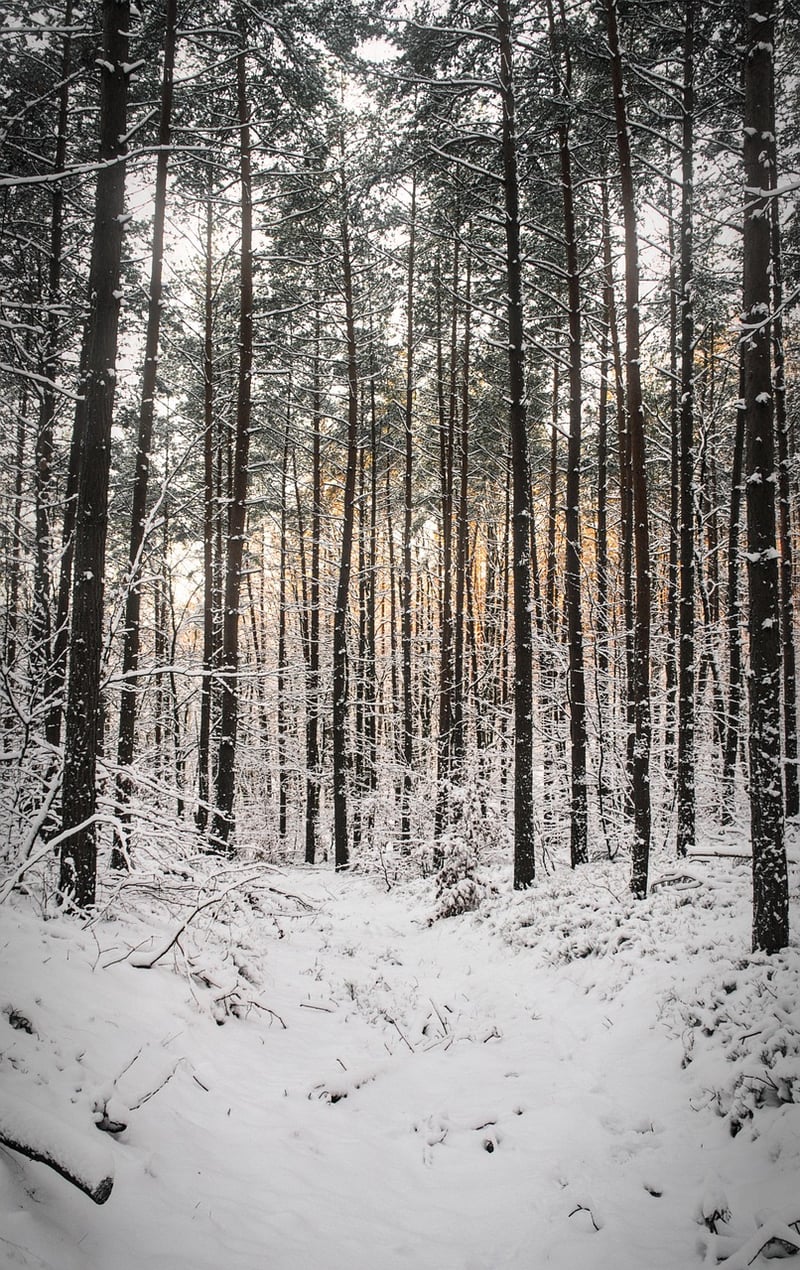 Forest Path